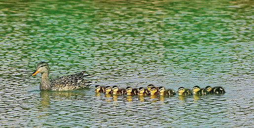 《战地》系列Steam大促销 《战地5》在线峰值接近6万